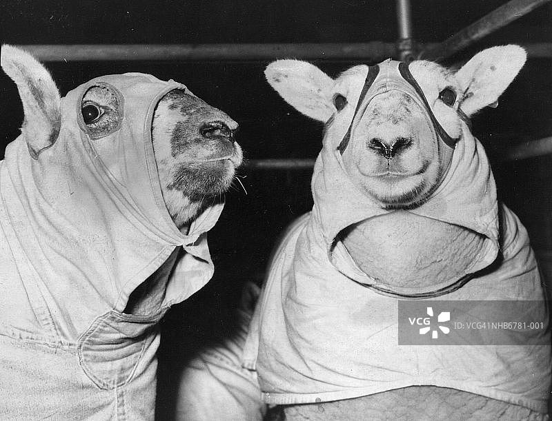 羊皮服装图片素材