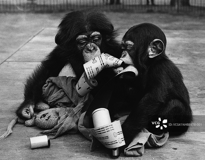 小猩猩图片素材