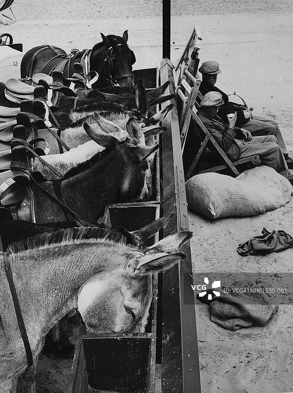 驴的休息时间图片素材