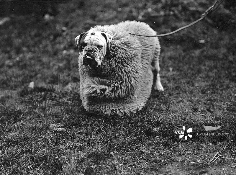 宠物狗服装图片素材