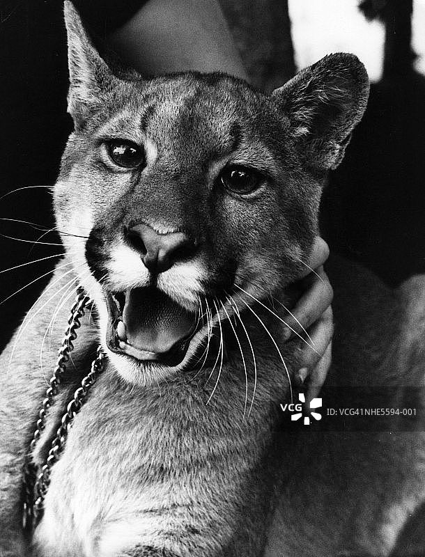 动物之美图片素材