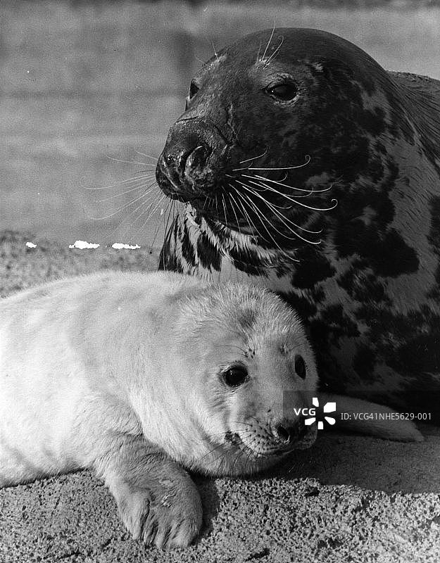 母亲希娜图片素材