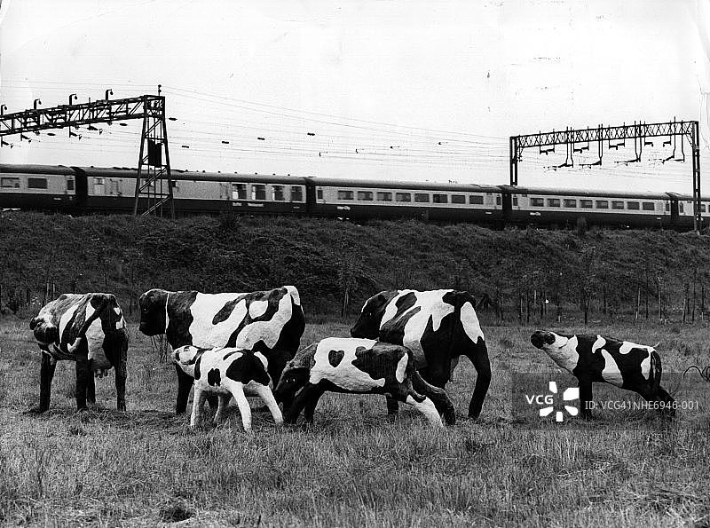 混凝土牛图片素材