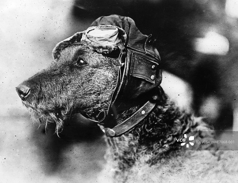 犬类飞行员图片素材