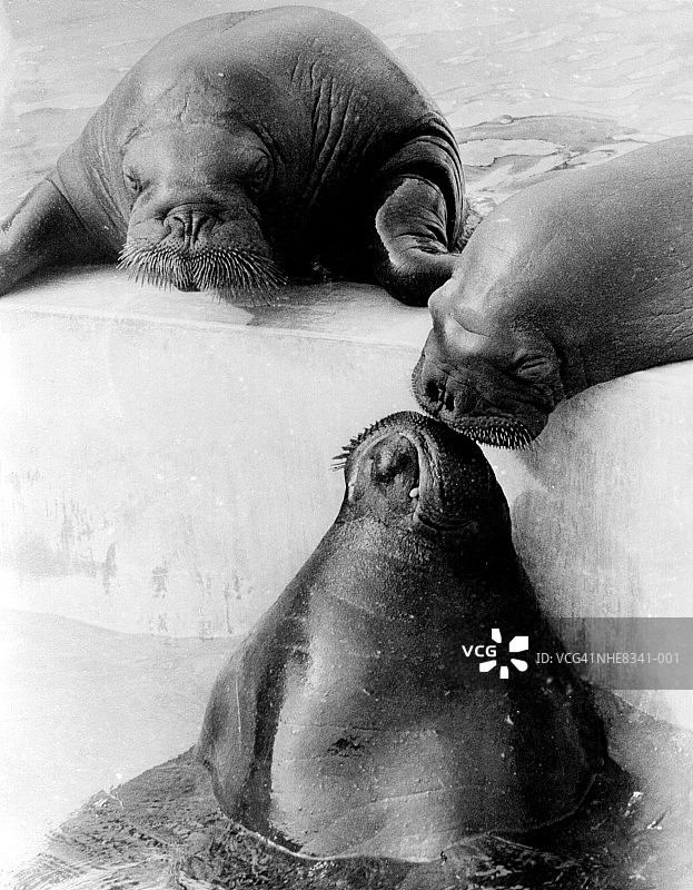 三只海豹图片素材