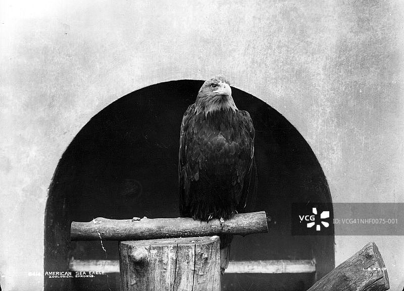 雄伟的鹰图片素材