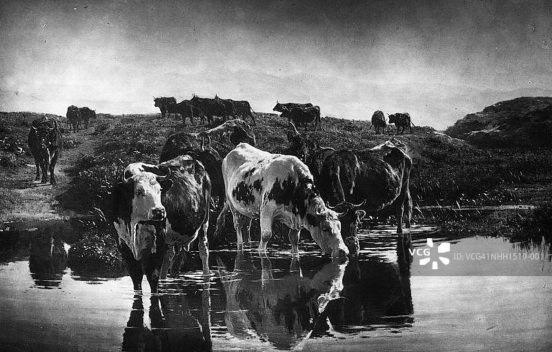 口渴的奶牛图片素材