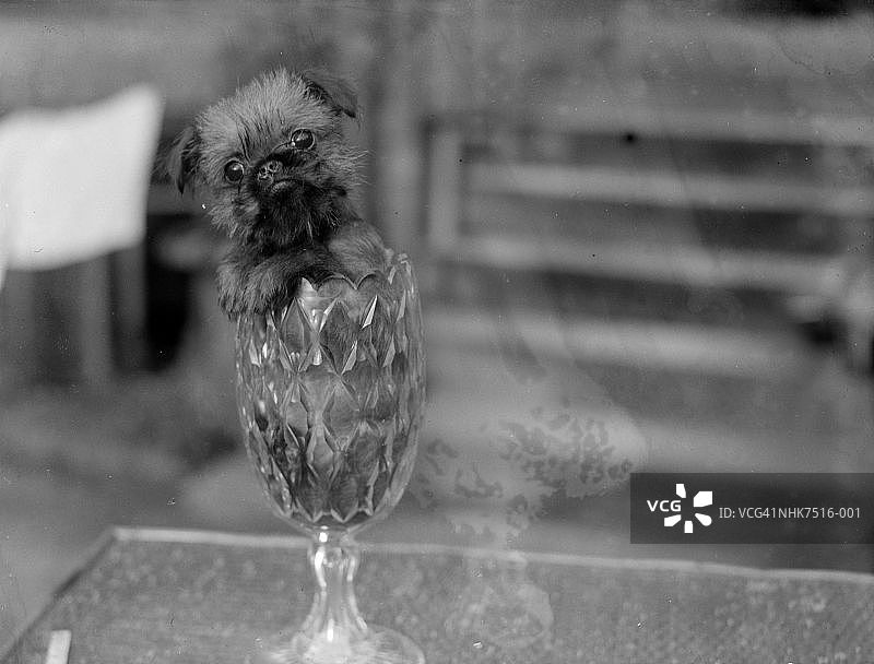 无所畏惧的捕鼠犬！图片素材