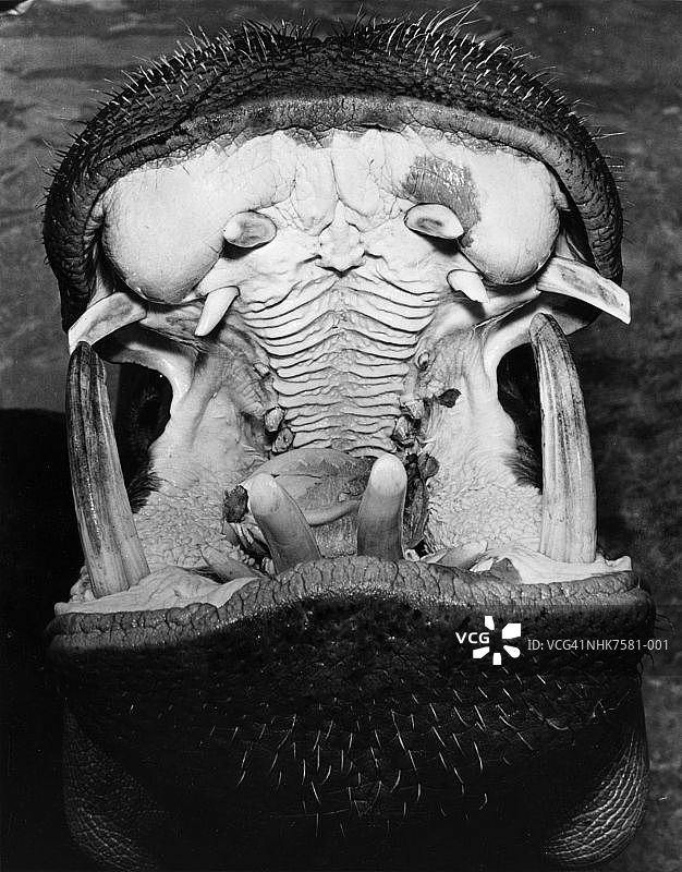 河马的嘴图片素材