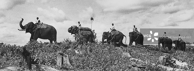 大象回家图片素材