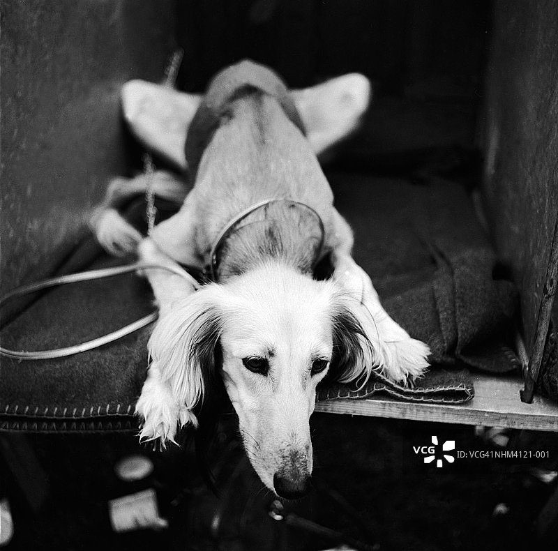 休息中的萨路基犬图片素材