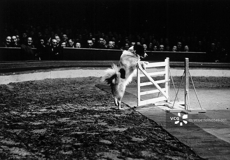 马戏团狗图片素材