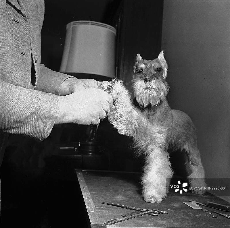 给小狗剪指甲图片素材