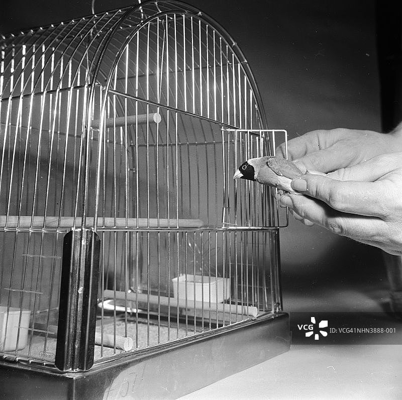 宠物金丝雀与鸟笼图片素材