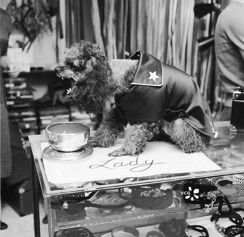 优雅的女士图片素材