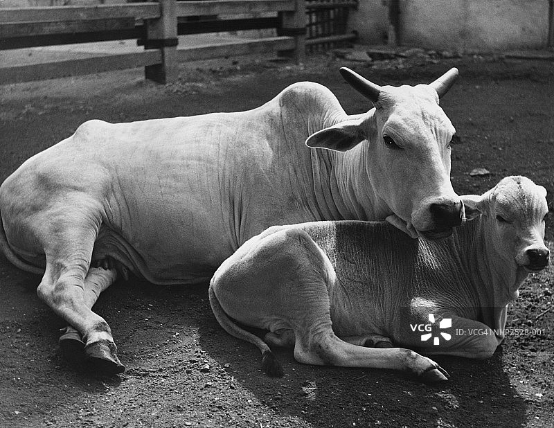 母牛和小牛图片素材