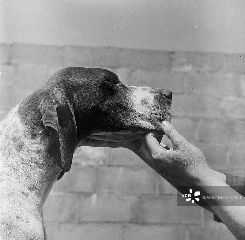 指示犬的面部特征图片素材