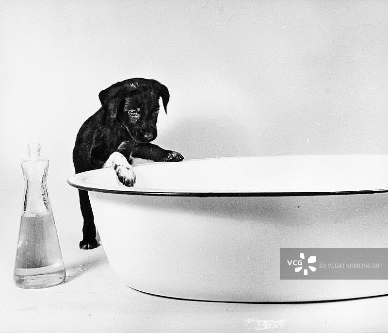 好奇的小狗图片素材