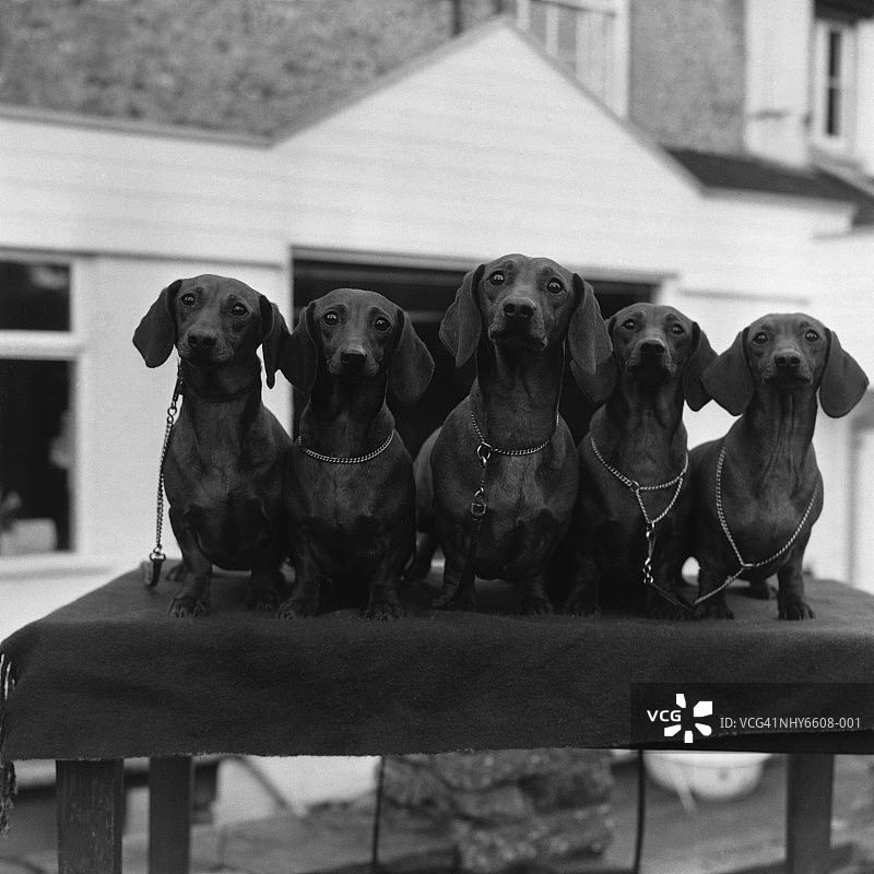 腊肠犬图片素材