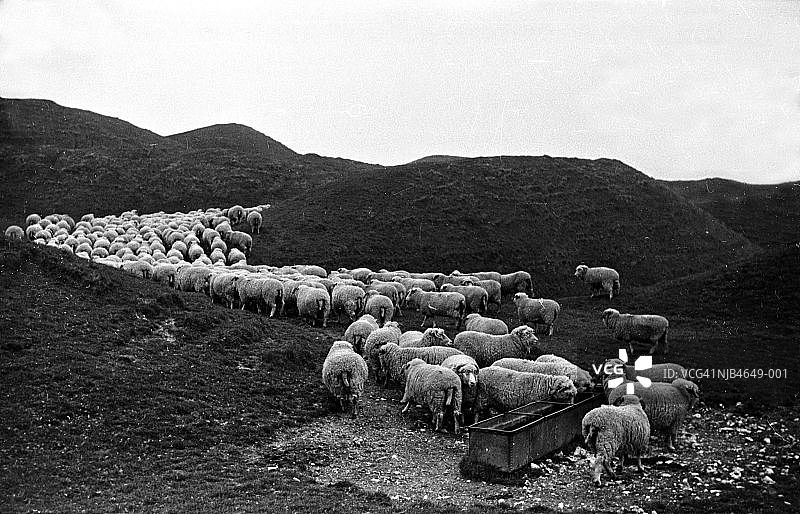 口渴的绵羊图片素材