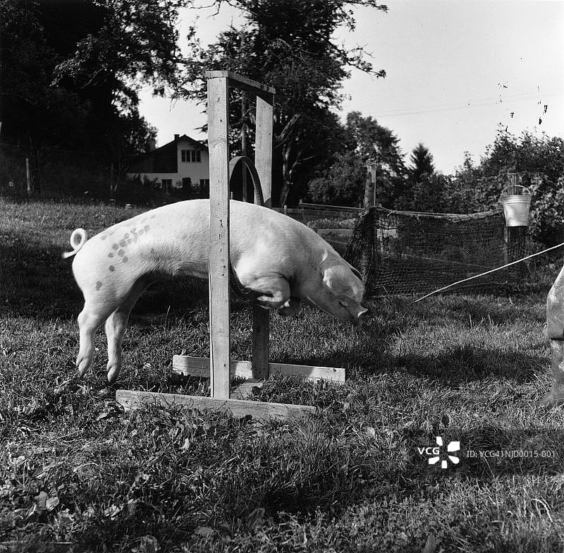 跳跃的猪图片素材