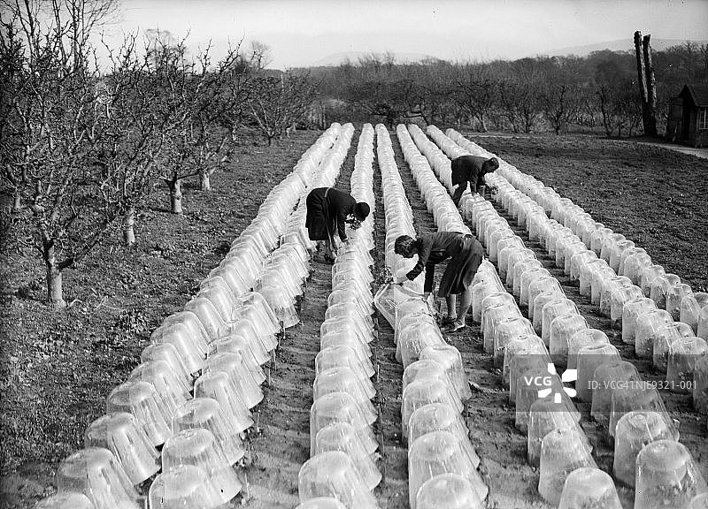 紫色农场图片素材