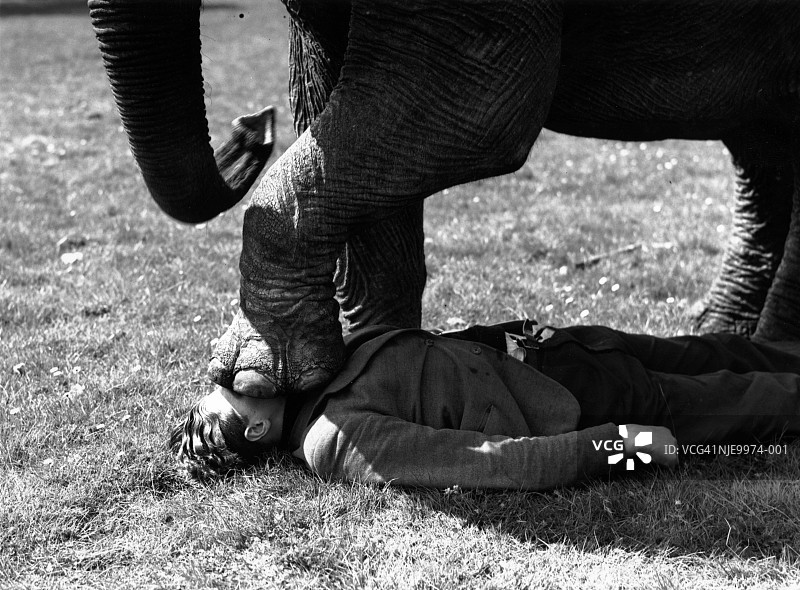 在象脚下图片素材