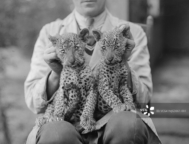 豹子幼崽图片素材