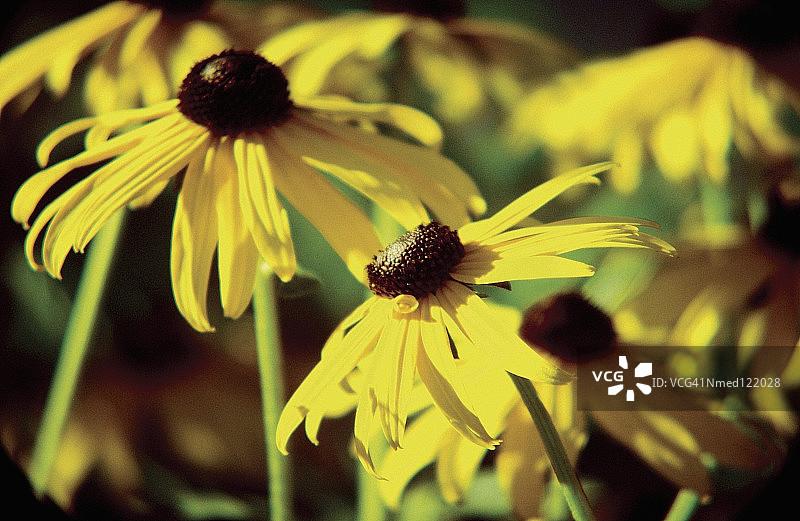 黑眼苏珊花，金光菊特写图片素材