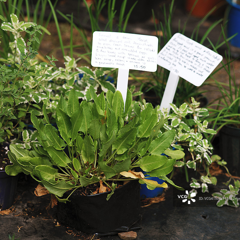 苗圃中各种植物的特写镜头图片素材