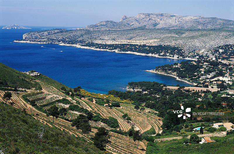 黑醋栗和海湾图片素材