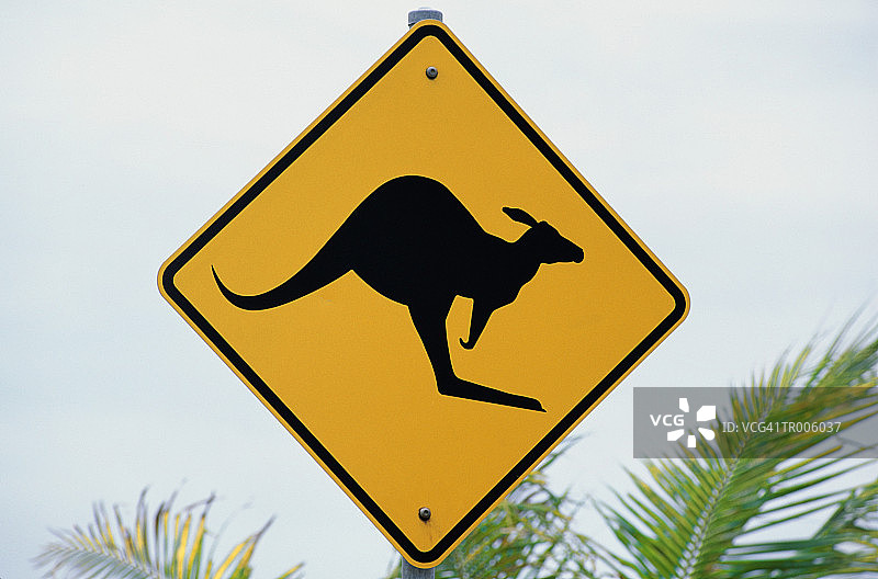 袋鼠过马路图片素材