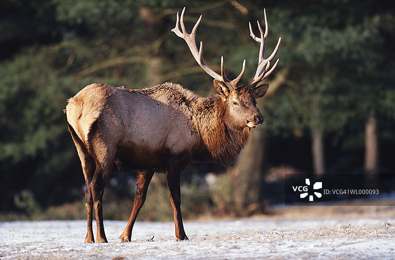 加拿大马鹿图片素材