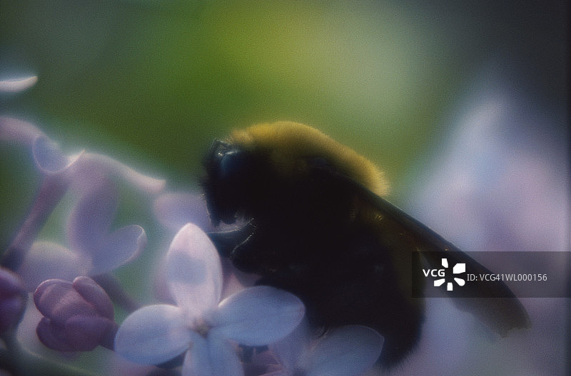 熊蜂（蜜蜂科）与花朵特写（柔焦）图片素材