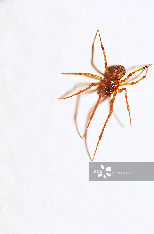 室内蜘蛛图片素材