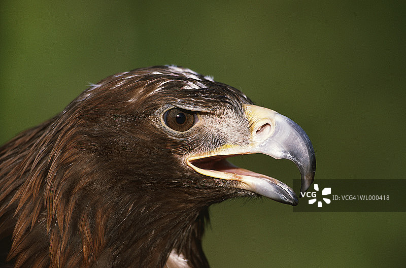 幼年金雕图片素材