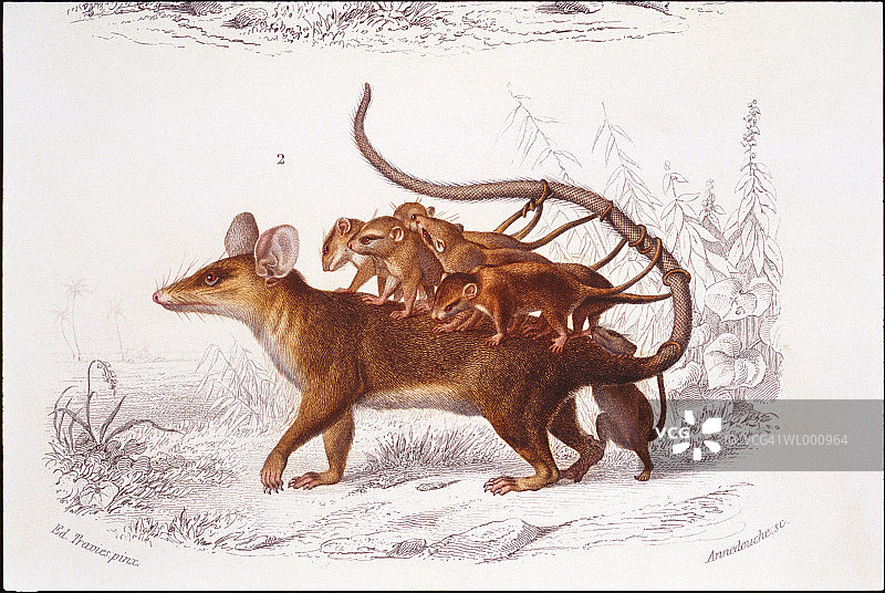 带幼崽的负鼠图片素材