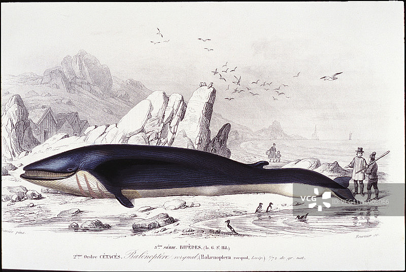 搁浅的鲸鱼图片素材