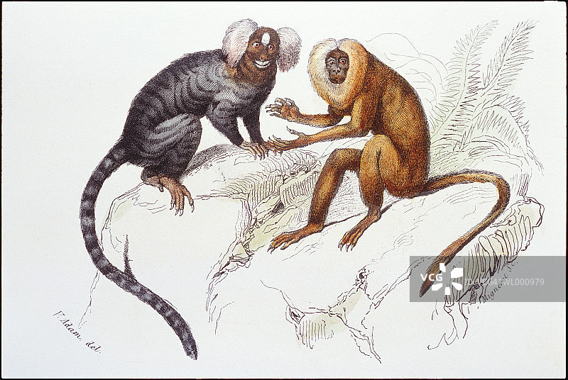 一对狨猴图片素材