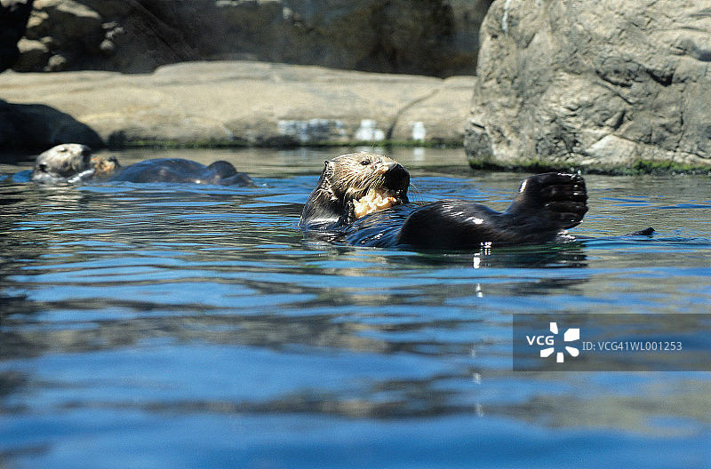 海獭图片素材