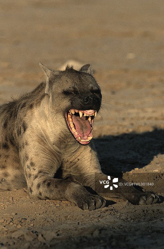 欢笑的鬣狗图片素材