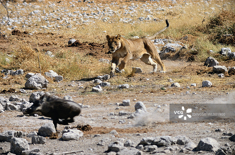 狮子追逐疣猪图片素材