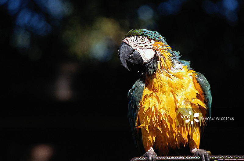 蓝黄色金刚鹦鹉（Ara ararauna）图片素材