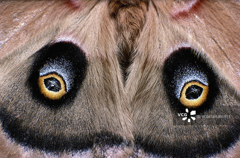 大蚕蛾图片素材