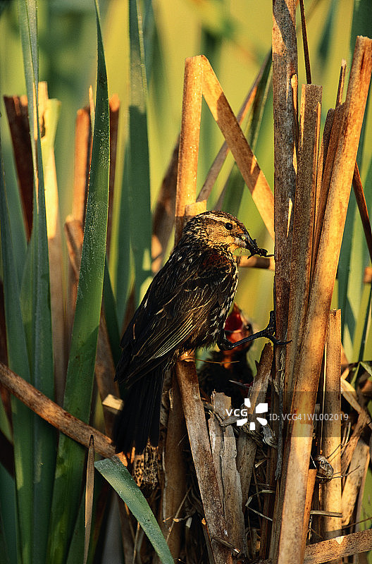 雌性乌鸫图片素材
