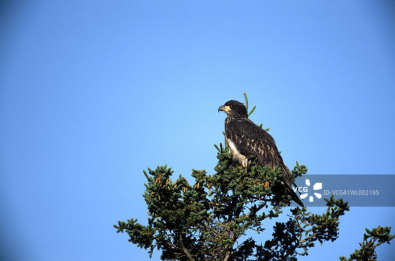 少年秃鹰图片素材