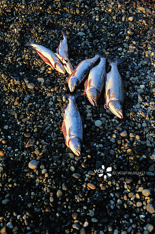 沙滩上的死鲑鱼（鲑科）图片素材