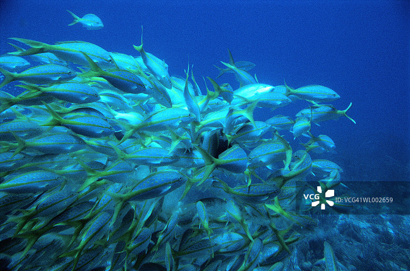 热带鱼图片素材