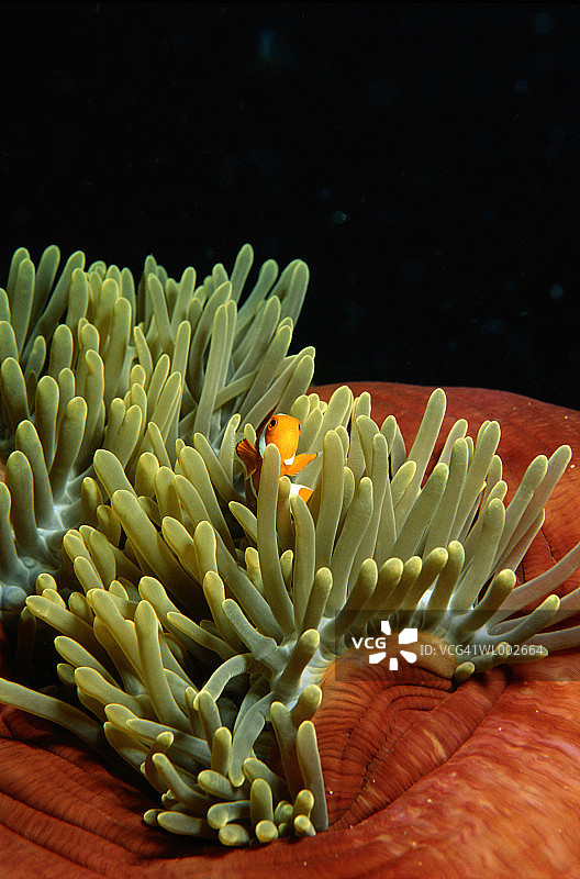 海葵鱼和海葵图片素材