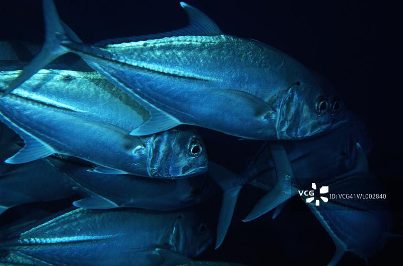 大眼鲹图片素材